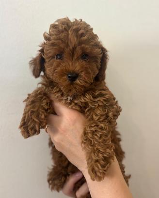 Meravigliosa cucciola barboncino toy fulvo