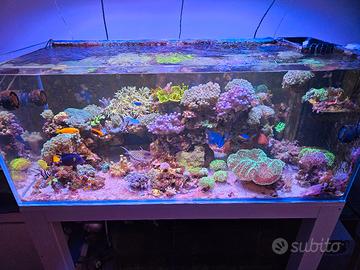  VIVO PER ACQUARIO MARINO - COMPLETO