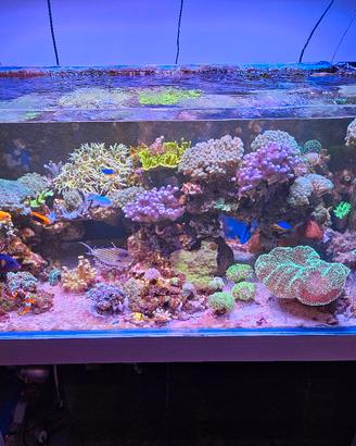  VIVO PER ACQUARIO MARINO - COMPLETO