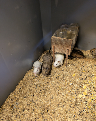 Degu del Cile