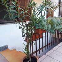 Pianta di oleandro