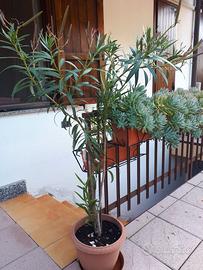Pianta di oleandro