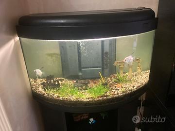Acquario