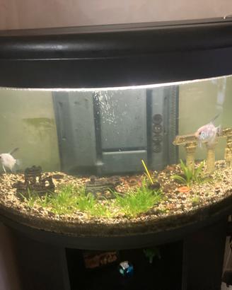 Acquario