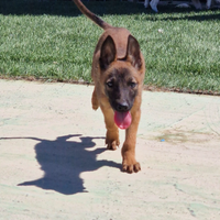 Pastore belga malinois