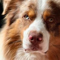 Pastore Australiano per accoppiamento