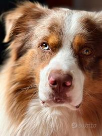 Pastore Australiano per accoppiamento