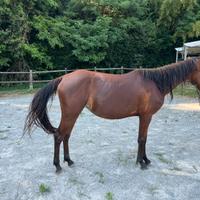 Puledra di 2 anni quarter