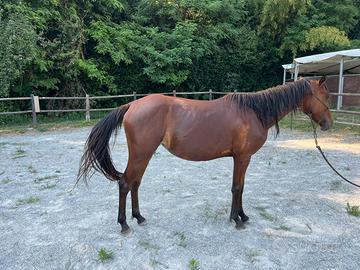 Puledra di 2 anni quarter