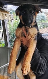 Il pastore tedesco enci