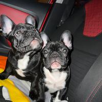 Cuccioli Bulldog Francese