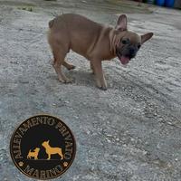 Cucciolo Bulldog Francese
