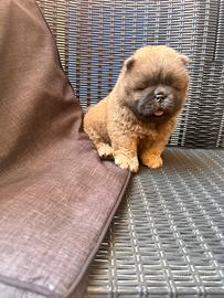 Chow chow