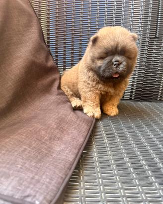 Chow chow