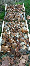 Porcini freschi 