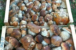 Porcini freschi 