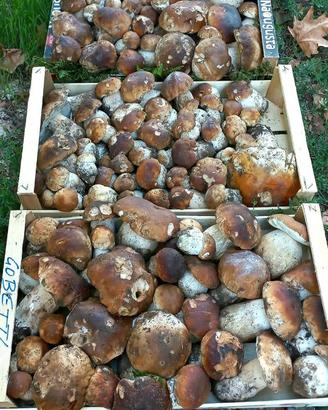 Porcini freschi 