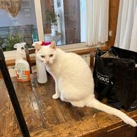 Gattina sterilizzata in attesa di adozione