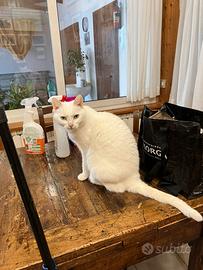 Gattina sterilizzata in attesa di adozione