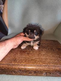 chihuahua Toy femmina pelo lungo 