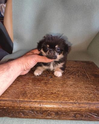 chihuahua Toy femmina pelo lungo 