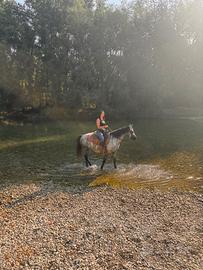 Cavallo