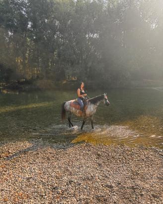 Cavallo