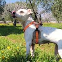 Shila stupenda taglia media grande