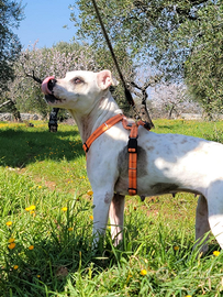 Shila stupenda taglia media grande