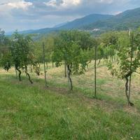 Terreno agricolo