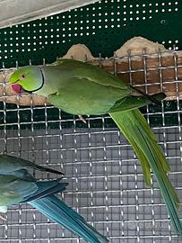 Coppia parrocchetti riproduttiva