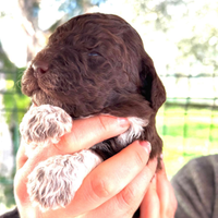 Lagotto romagnolo