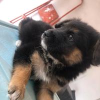 Cucciolo pastore tedesco due mesi