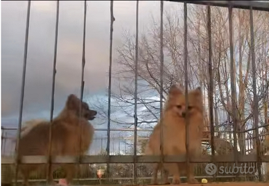 Cagnolini Pomerania nano