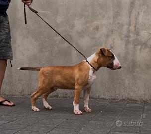 Cucciolo Bull terrier standard