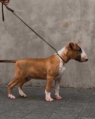 Cucciolo Bull terrier standard
