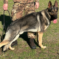 Pastore tedesco disponibile per monte