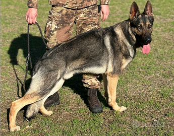 Pastore tedesco disponibile per monte