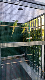 Parochetto dal collare