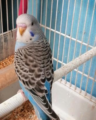 cocorite vari colori e mutazioni