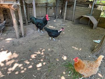 Gallo Australorp puro
