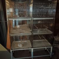 voliera per uccelli