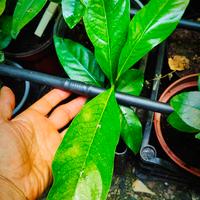 Black Sapote o caco cioccolato 