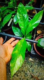 Black Sapote o caco cioccolato 