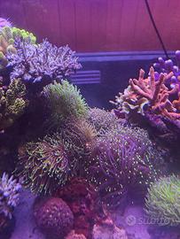talee coralli acquario marino