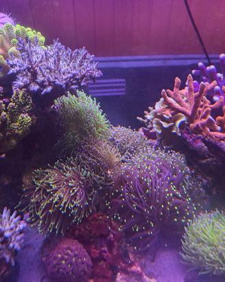 talee coralli acquario marino