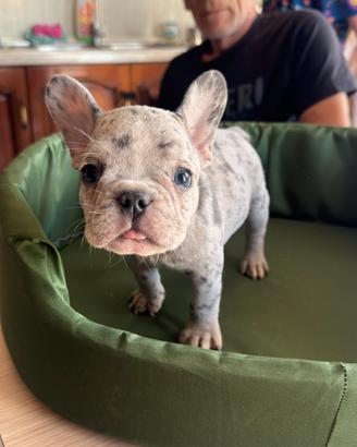 Bulldog francese