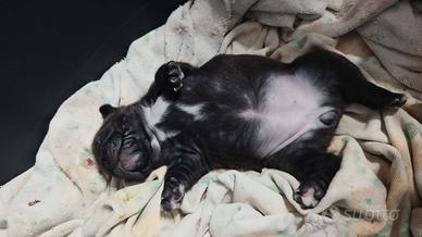Bulldog francese