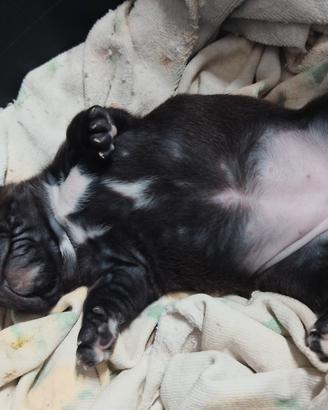 Bulldog francese