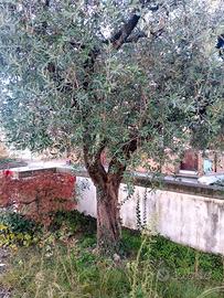 3 ulivi adulti 40+ anni
